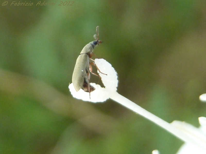 Dasytidae: Danacea sp.